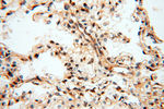 S100A13 Antibody in Immunohistochemistry (Paraffin) (IHC (P))