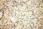 S100A13 Antibody in Immunohistochemistry (Paraffin) (IHC (P))