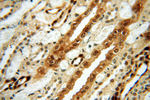 S100A13 Antibody in Immunohistochemistry (Paraffin) (IHC (P))