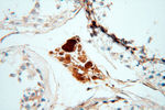 S100A13 Antibody in Immunohistochemistry (Paraffin) (IHC (P))