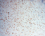 S100A13 Antibody in Immunohistochemistry (Paraffin) (IHC (P))