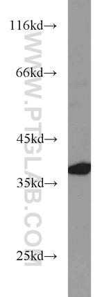 Syntaxin 4 Antibody in Western Blot (WB)