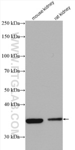 Syntaxin 4 Antibody in Western Blot (WB)