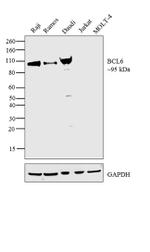 BCL6 Antibody in Western Blot (WB)