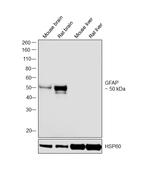 GFAP Antibody