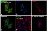 Musashi-1 Antibody