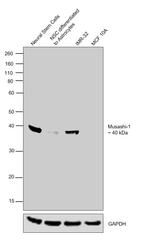 Musashi-1 Antibody