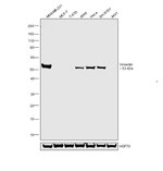 Vimentin Antibody in Western Blot (WB)