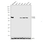 Vimentin Antibody