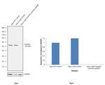 Vimentin Antibody in Western Blot (WB)