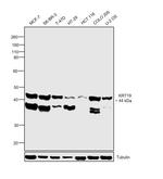 Cytokeratin 19 Antibody in Western Blot (WB)