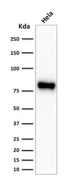 Catenin, beta (p120) Antibody in Western Blot (WB)