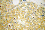 RPL39 Antibody in Immunohistochemistry (Paraffin) (IHC (P))