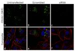 CD262 (DR5) Antibody