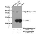 RPL14 Antibody in Immunoprecipitation (IP)