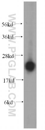 RPL14 Antibody in Western Blot (WB)