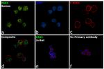 PAX5 Antibody