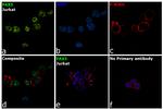 PAX5 Antibody in Immunocytochemistry (ICC/IF)