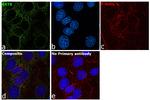 Cytokeratin 8 Antibody in Immunocytochemistry (ICC/IF)