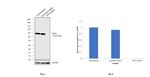 Cytokeratin 8 Antibody in Western Blot (WB)