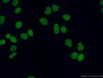 METTL1 Antibody in Immunocytochemistry (ICC/IF)