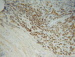 METTL1 Antibody in Immunohistochemistry (Paraffin) (IHC (P))