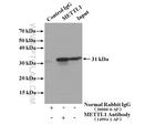 METTL1 Antibody in Immunoprecipitation (IP)