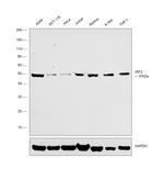 IRF3 Antibody in Western Blot (WB)