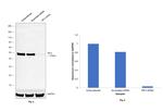 IRF3 Antibody in Western Blot (WB)