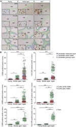 HLA-DR Antibody in Immunohistochemistry (IHC)