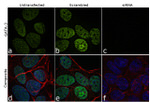 Gata-3 Antibody