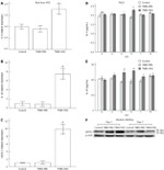 Gata-3 Antibody