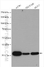 PDCL3 Antibody in Western Blot (WB)