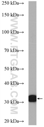 PDCL3 Antibody in Western Blot (WB)