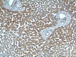 Thioredoxin Antibody in Immunohistochemistry (Paraffin) (IHC (P))