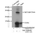 Thioredoxin Antibody in Immunoprecipitation (IP)
