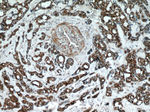 Thioredoxin Antibody in Immunohistochemistry (Paraffin) (IHC (P))