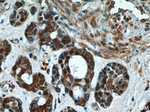 Thioredoxin Antibody in Immunohistochemistry (Paraffin) (IHC (P))