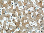 Thioredoxin Antibody in Immunohistochemistry (Paraffin) (IHC (P))