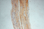 Thioredoxin Antibody in Immunohistochemistry (Paraffin) (IHC (P))