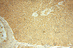 Thioredoxin Antibody in Immunohistochemistry (Paraffin) (IHC (P))