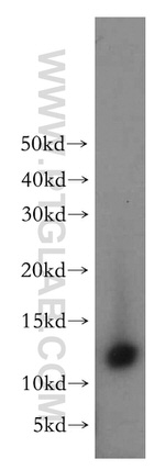 Thioredoxin Antibody in Western Blot (WB)