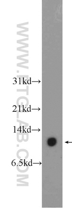 Thioredoxin Antibody in Western Blot (WB)