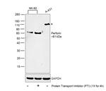 Perforin Antibody in Western Blot (WB)