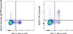 KLRG1 Antibody in Flow Cytometry (Flow)