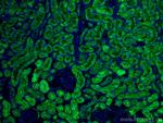 RENALASE Antibody in Immunohistochemistry (PFA fixed) (IHC (PFA))