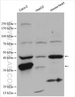 RENALASE Antibody in Western Blot (WB)