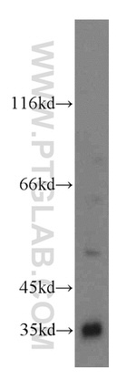 RENALASE Antibody in Western Blot (WB)