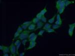 RENALASE Antibody in Immunocytochemistry (ICC/IF)