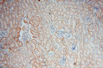 RENALASE Antibody in Immunohistochemistry (Paraffin) (IHC (P))